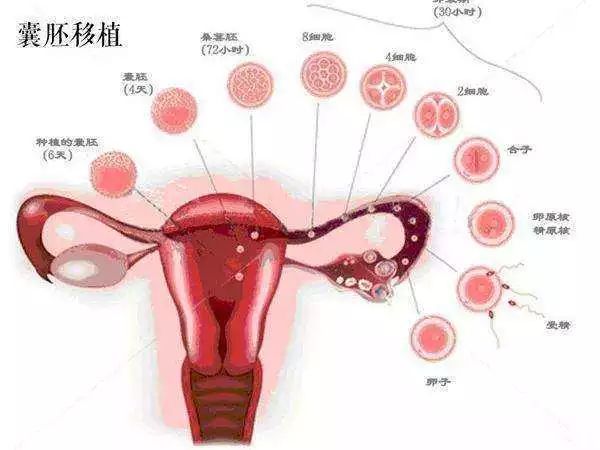 九院试管