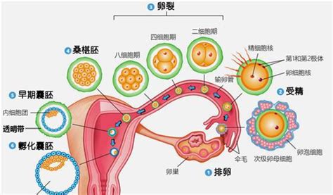 卵子捐赠