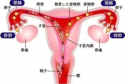 上海捐卵代怀生子